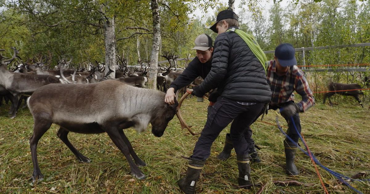 Politiker i Sorsele tar avst&aring;nd fr&aring;n utspel om renn&auml;ringen