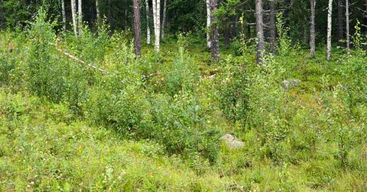 Efter allvarliga bilolyckan mellan Malå och Norsjö – två vårdas ...