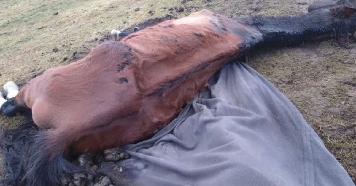 Tv&aring; h&auml;star l&auml;mnades att sj&auml;lvd&ouml; &ndash; kvinna d&ouml;ms f&ouml;r grovt djurpl&aring;geri