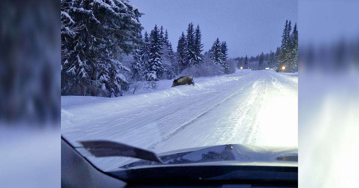 Vildsvin sk&aring;dat i Ljungdalen