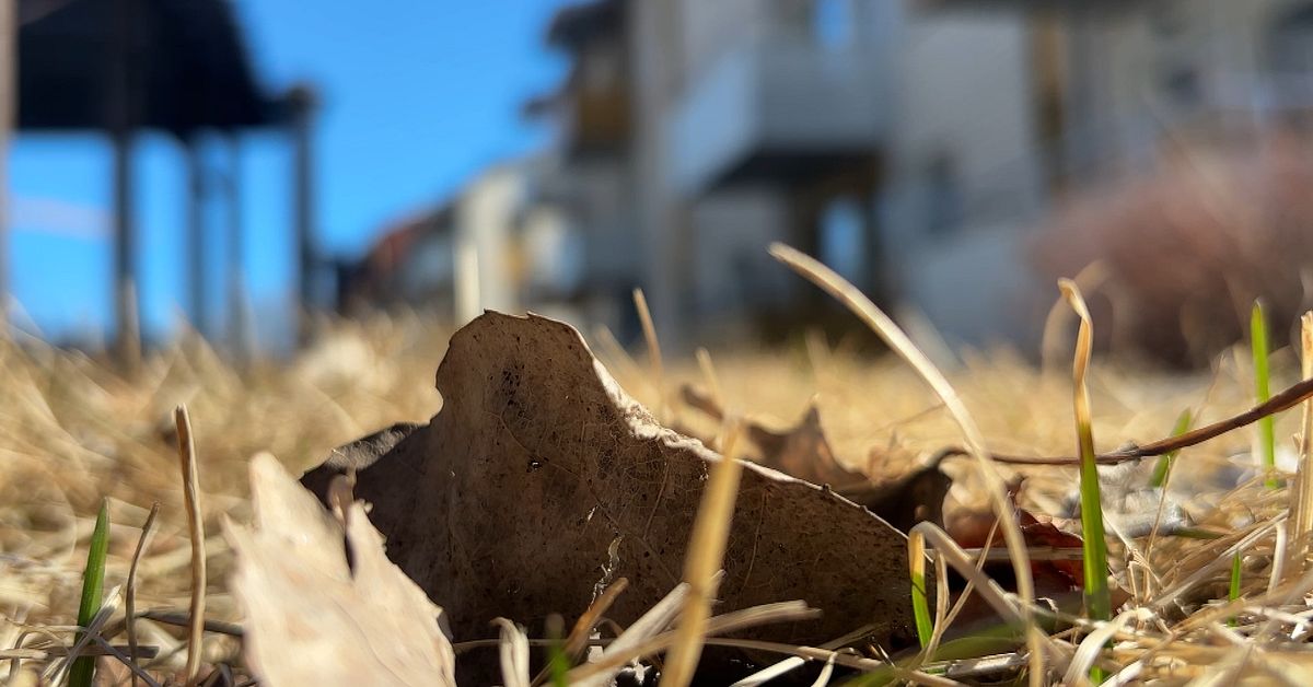 Kvinna d&ouml;d i Skellefte&aring; &ndash; man h&auml;ktad f&ouml;r mord