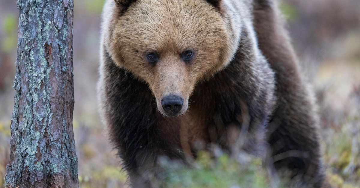 &Aring;rets bj&ouml;rnjakt &auml;r i g&aring;ng