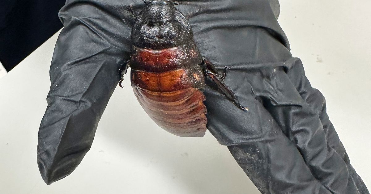 Insektsfarm stoppad – 100 000 illegala kackerlackor