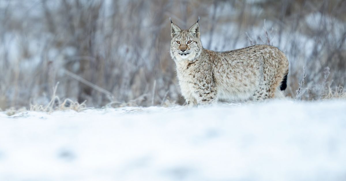Ny v&auml;ndning: Lodjursjakten stoppas tillf&auml;lligt