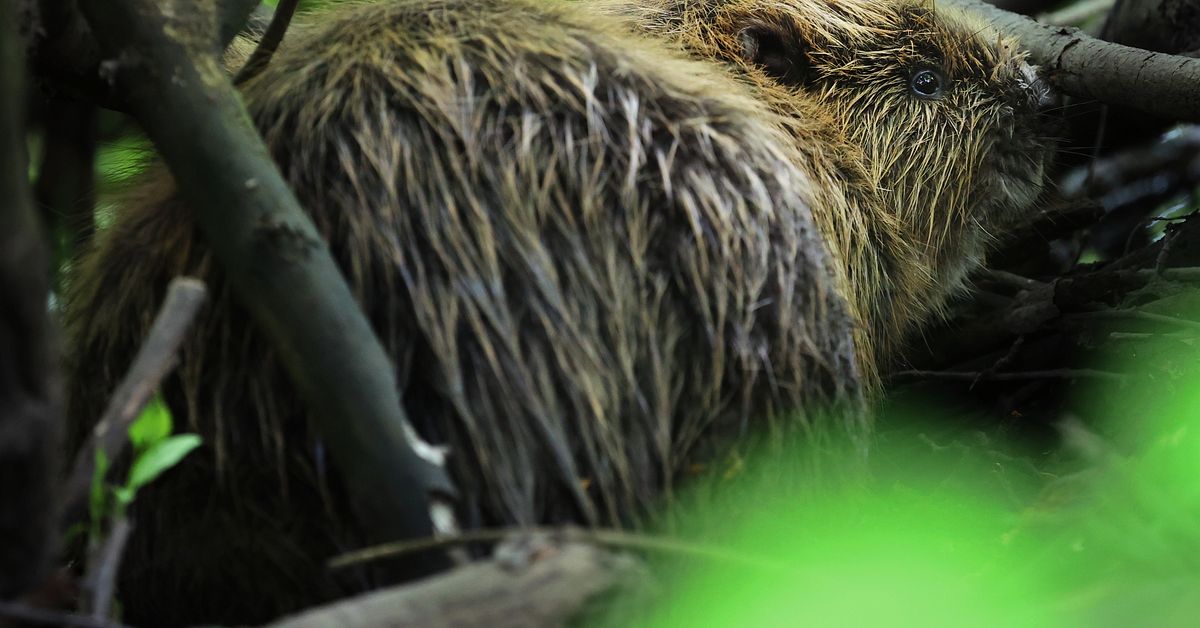 Bitsk b&auml;ver gjorde tusentals str&ouml;ml&ouml;sa i norra Sk&aring;ne