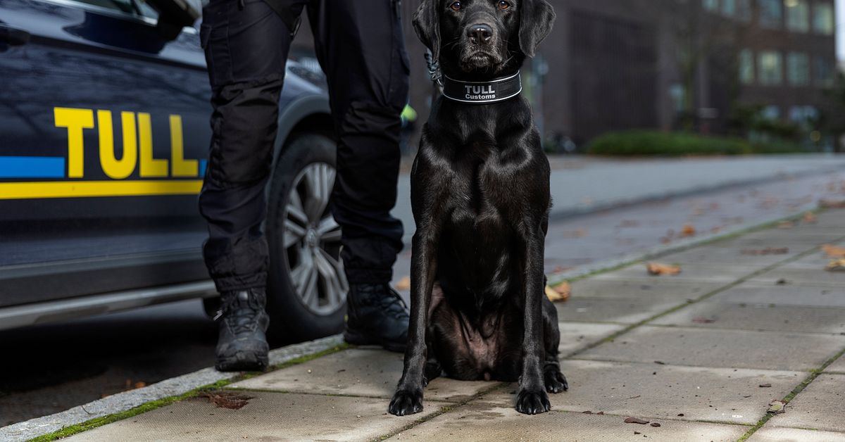 Fanny nosade upp knark för hundratals miljoner