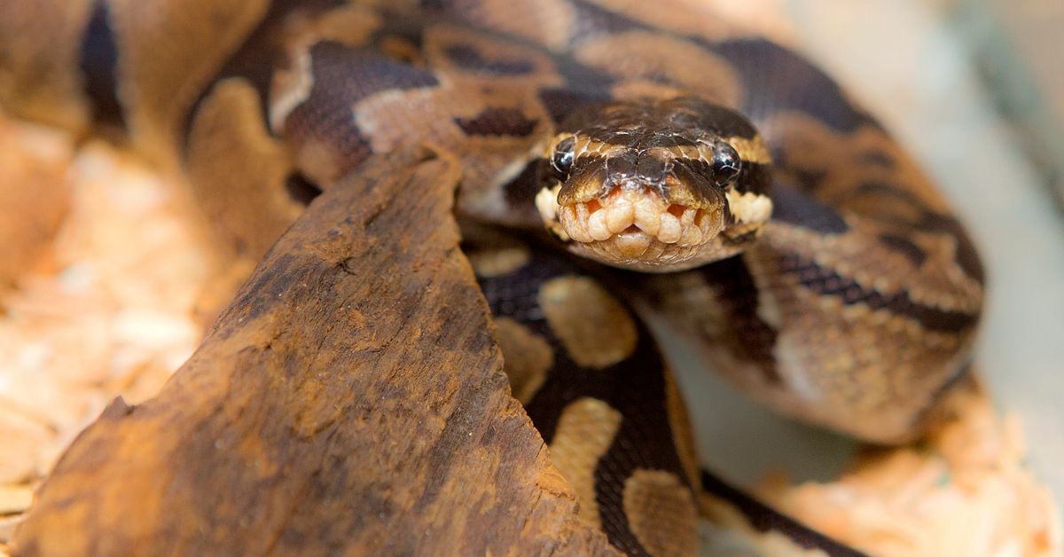 En tredje pytonorm hittad i Varberg