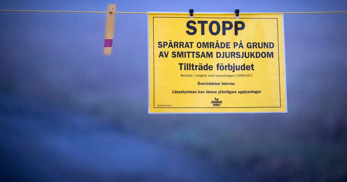 Fågelinfluensa på anläggning i Ängelholm