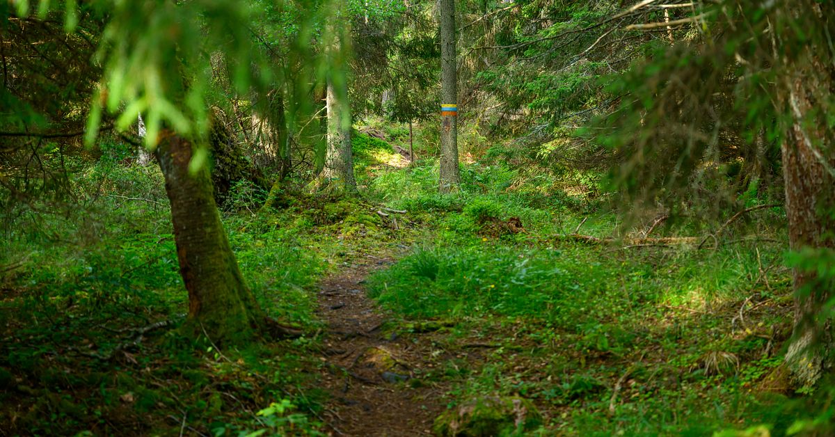 Regeringens f&ouml;rslag: Mer frihet f&ouml;r skogs&auml;garna