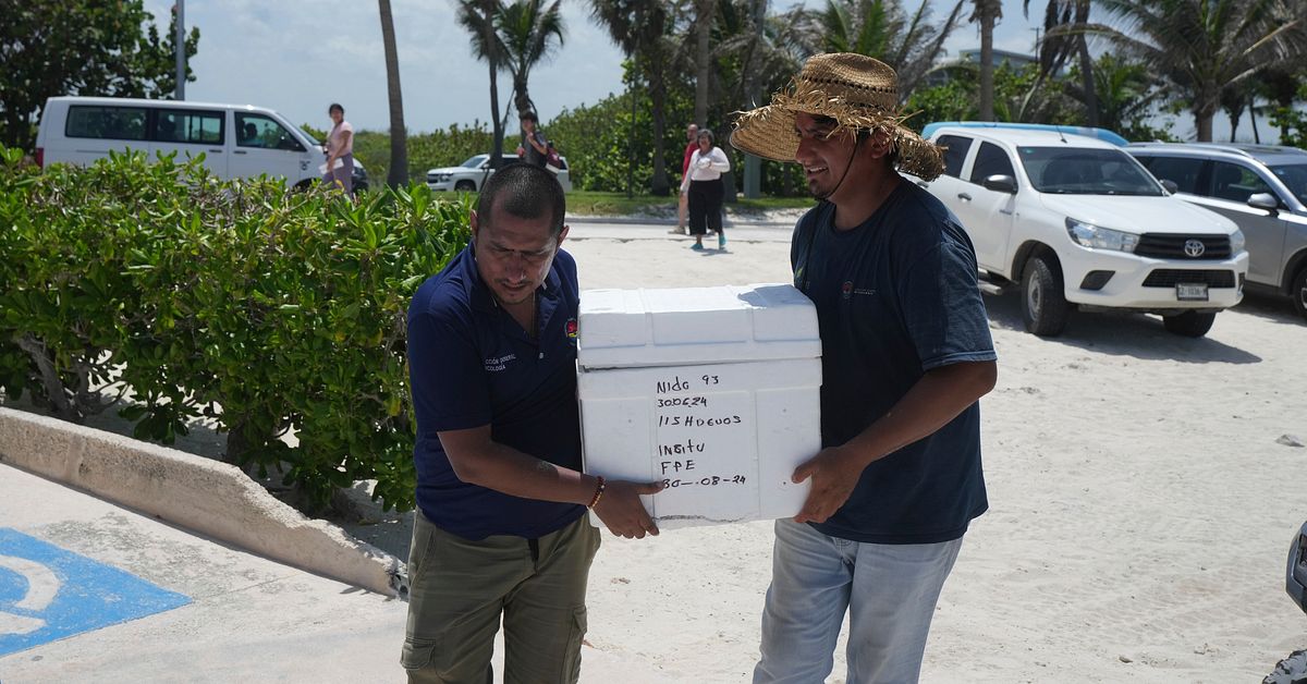 Mexico Evacuates Turtle Eggs Ahead of Hurricane