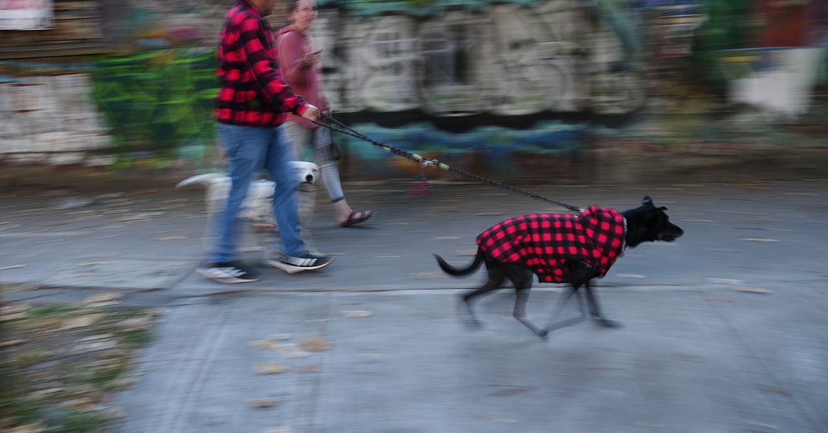 Tv&aring; d&ouml;da efter skalv i Mexiko