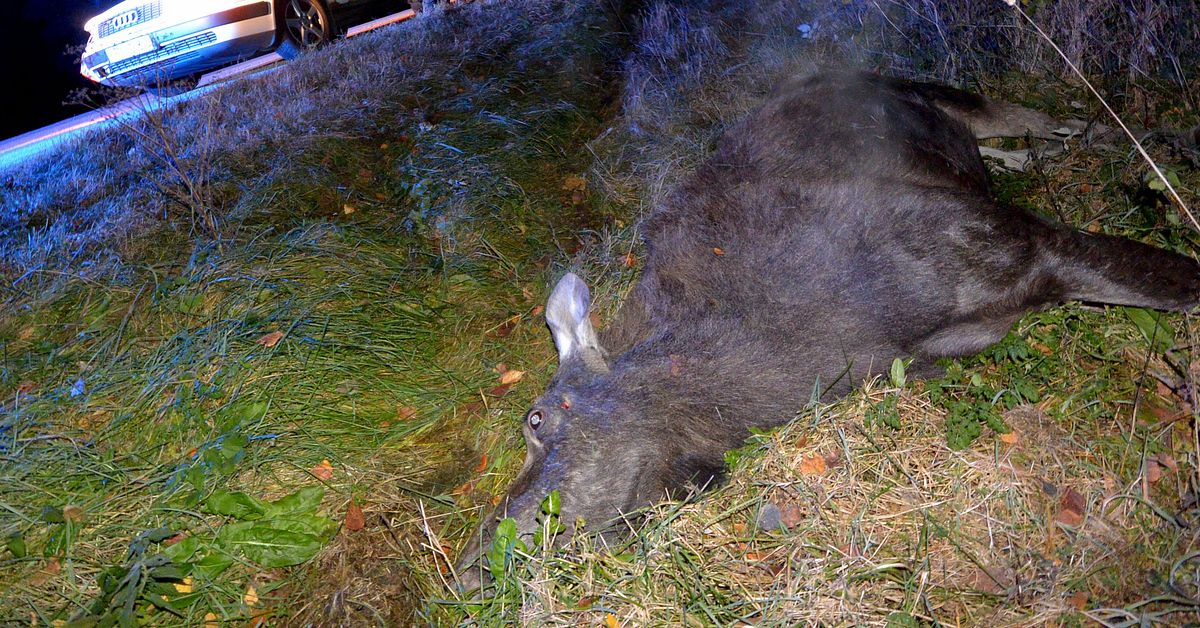 Stor &ouml;kning av &auml;lgolyckor i &Ouml;sterg&ouml;tland
