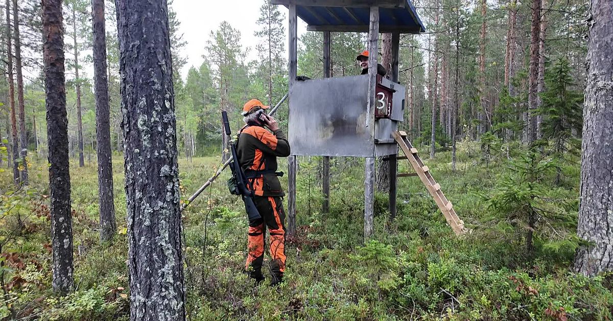 Nu börjar älgjakten – fler älgar får skjutas: ”Höjt ganska mycket”