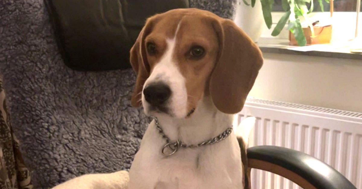 Hunden Folke i Torsby dog efter misst&auml;nkt k&ouml;ttbullef&ouml;rgiftning