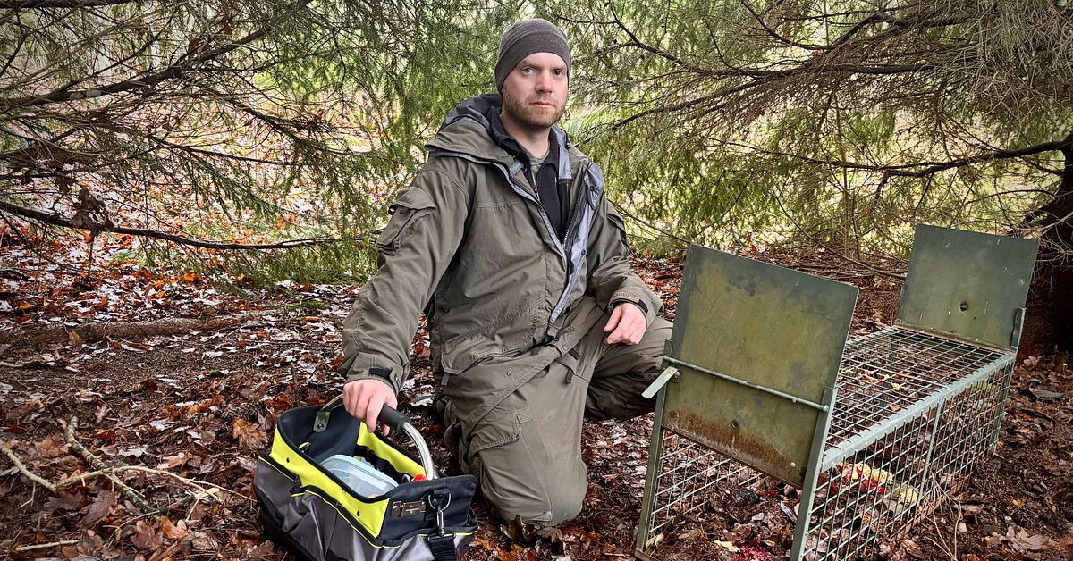 Nu ska invasiva tvättbjörnen skjutas – Jägaren: ”Måste agera snabbt ”