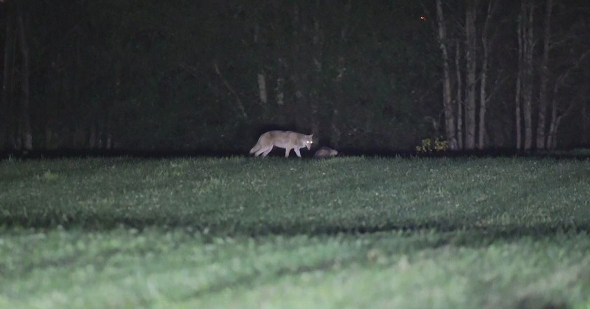 Ingen licensjakt på varg i Jönköpings län