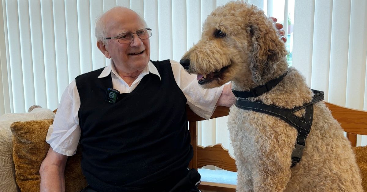 Theo är fast anställd vårdhund på Öland – bästis med Lennart