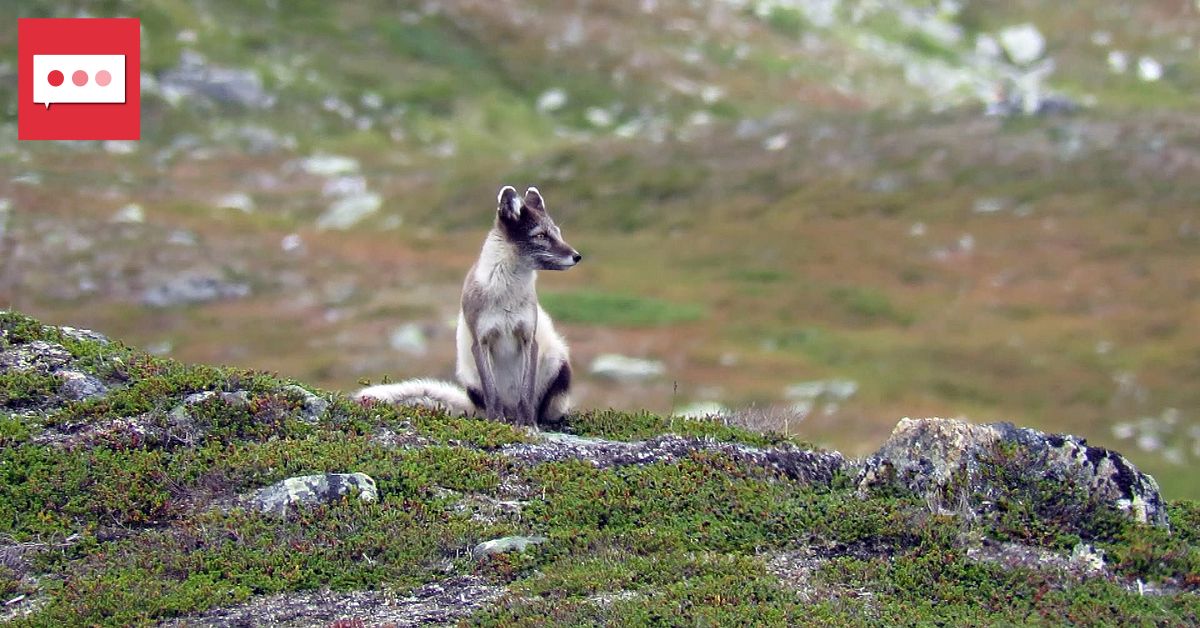 Nytt nordiskt samarbete för att rädda fjällräven