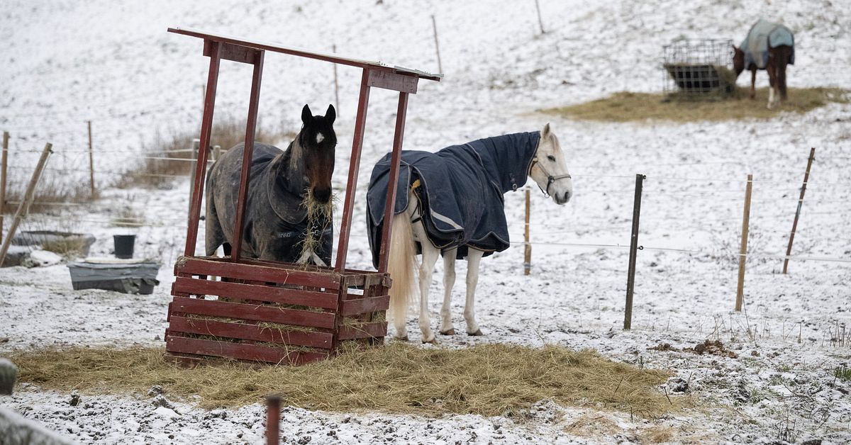 Fler h&auml;star beh&ouml;ver v&aring;rd i kylan: &rdquo;M&aring;nga f&aring;r kolik&rdquo;