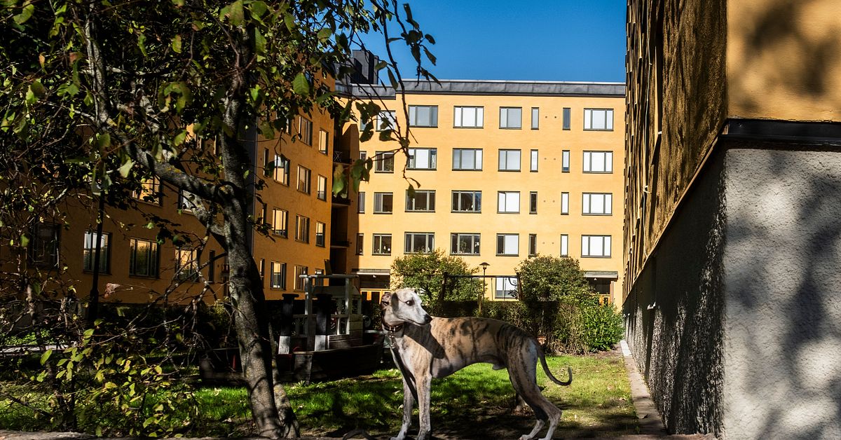 www.svt.se