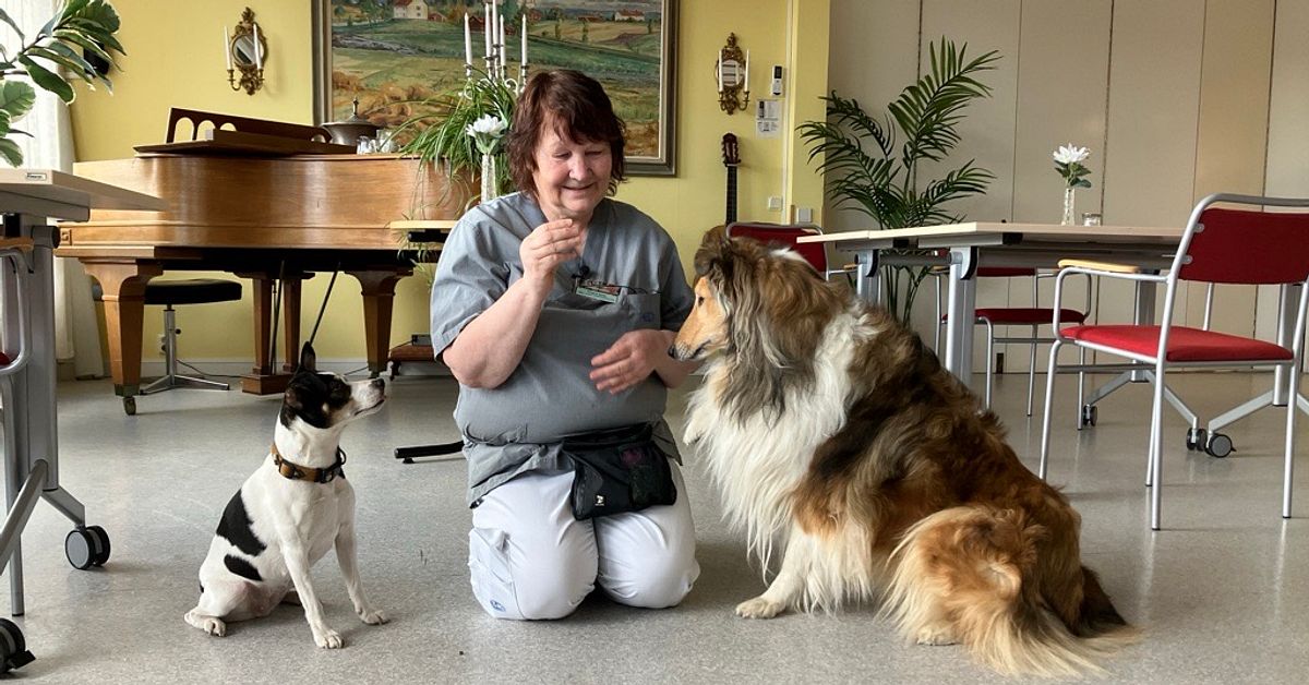 H&auml;r f&aring;r de &auml;ldre tr&auml;ffa terapihundar &ndash; &rdquo;Ger s&aring; mycket k&auml;rlek&rdquo;