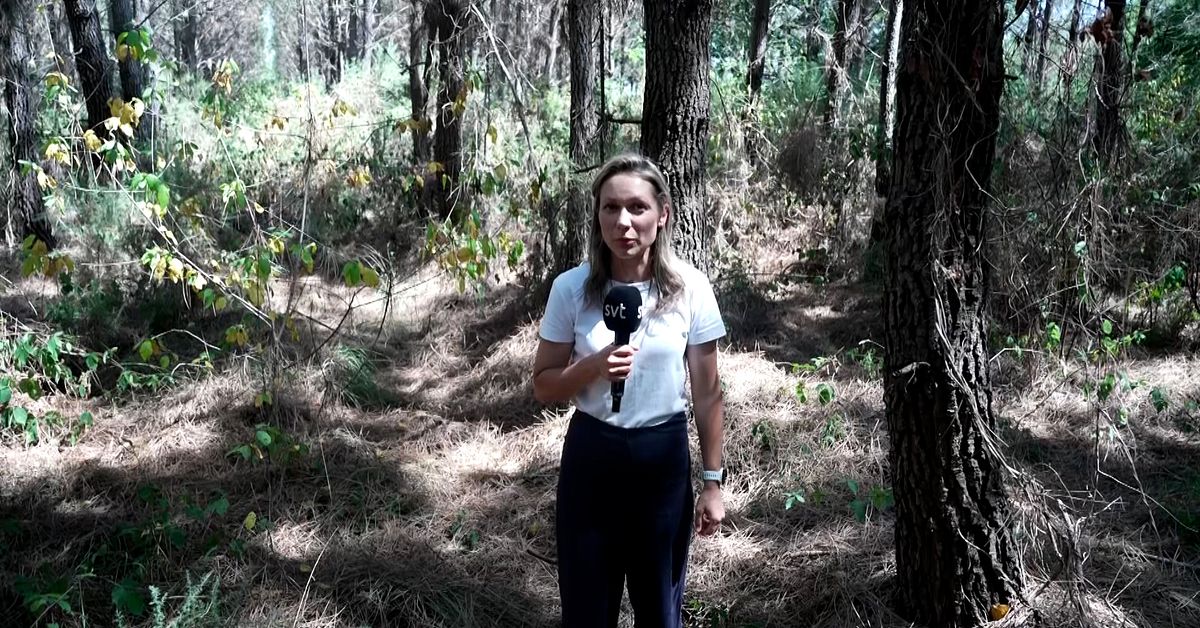 Branden s&auml;tter press p&aring; Macron: &rdquo;Skogen m&aring;ste f&ouml;r&auml;ndras&rdquo;