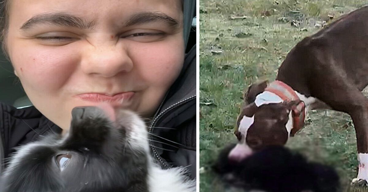 Så många kamphundsägare är dömda för brott
