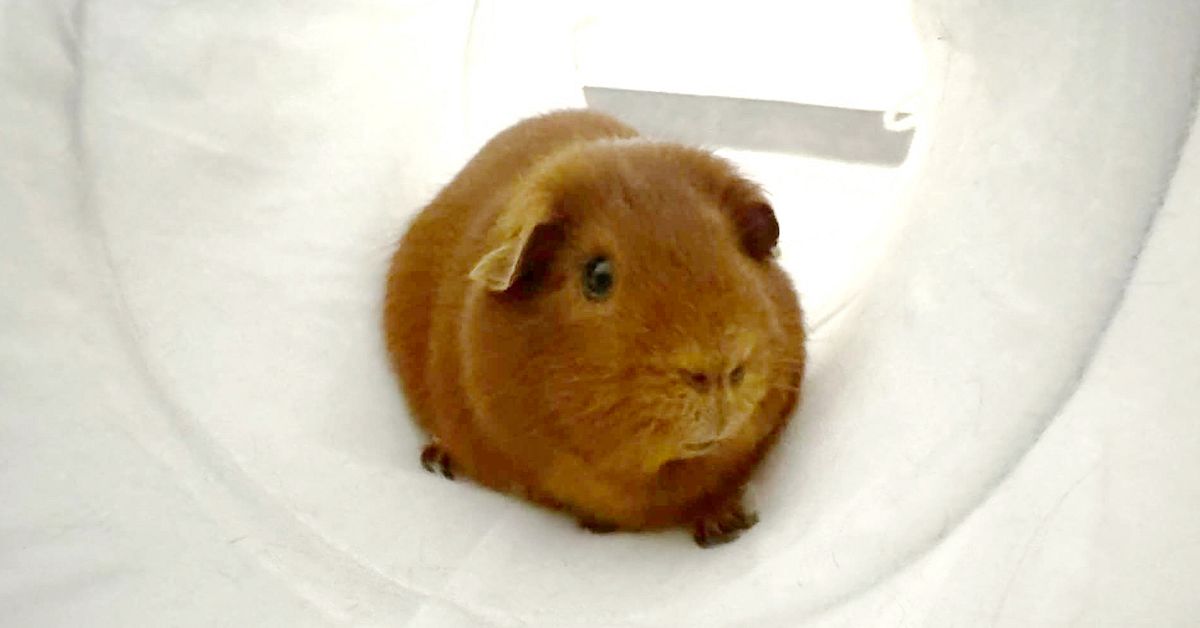 Djur dumpas p&aring; bussh&aring;llplatser &ndash; s&aring; fick marsvinet nytt hem