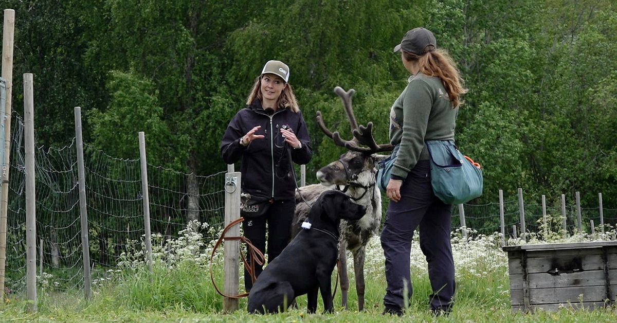 Jaktlabradoren Etna går på kurs för att inte springa efter renar och rådjur