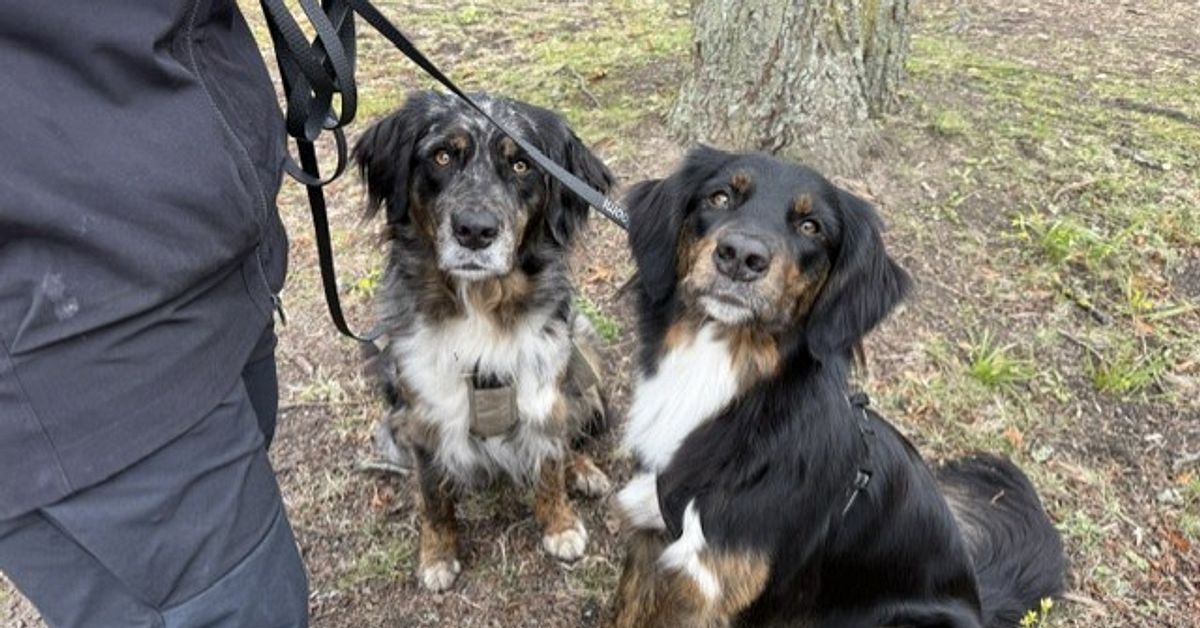 F&auml;stings&auml;songen inledd &ndash; s&aring; skyddar du dina djur mot sjukdomar