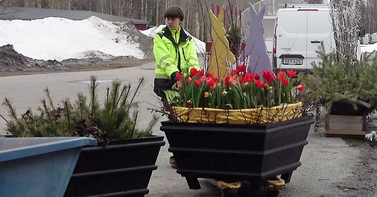 Full fart inf&ouml;r v&aring;rplanteringen i Lule&aring; stadstr&auml;dg&aring;rd
