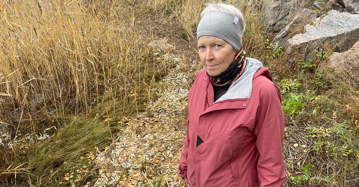 Karins stinkande fynd i Kallax: ”Som en Hitchcockfilm”