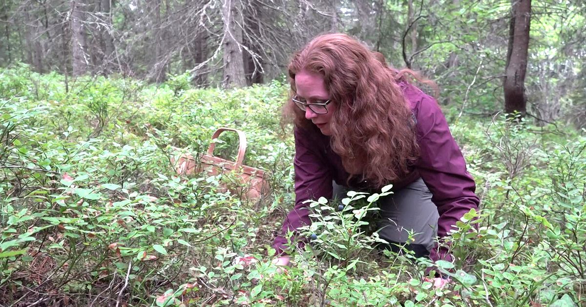 Mer regn beh&ouml;vs f&ouml;r bra svamp&aring;r i V&auml;sterbotten &ndash; riskerar torka ut