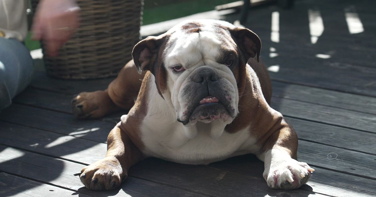 Engelska bulldoggen Diego har ett flerspråkigt hem