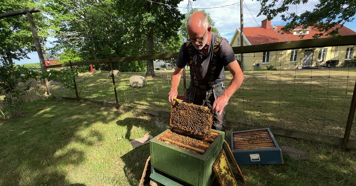 Varningen: Bisjukdomen europeisk yngelr&ouml;ta &ouml;kar