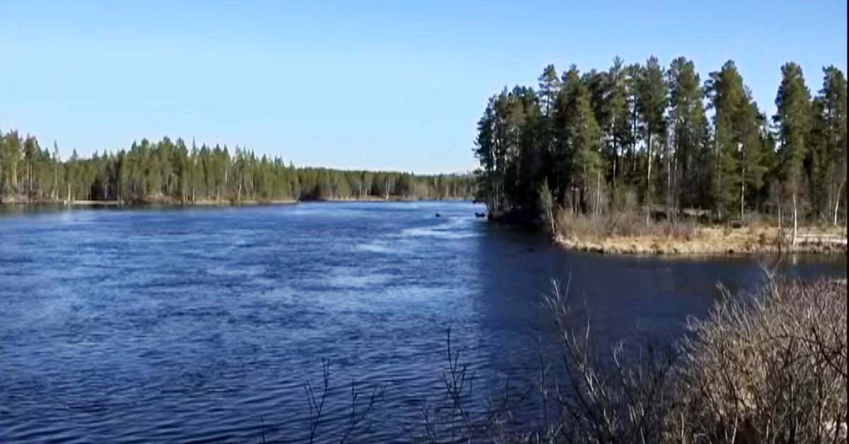 H&auml;r simmar de f&ouml;rsta &auml;lgarna &ouml;ver &Aring;ngerman&auml;lven: &rdquo;D&ouml;k upp fr&aring;n ingenstans&rdquo;