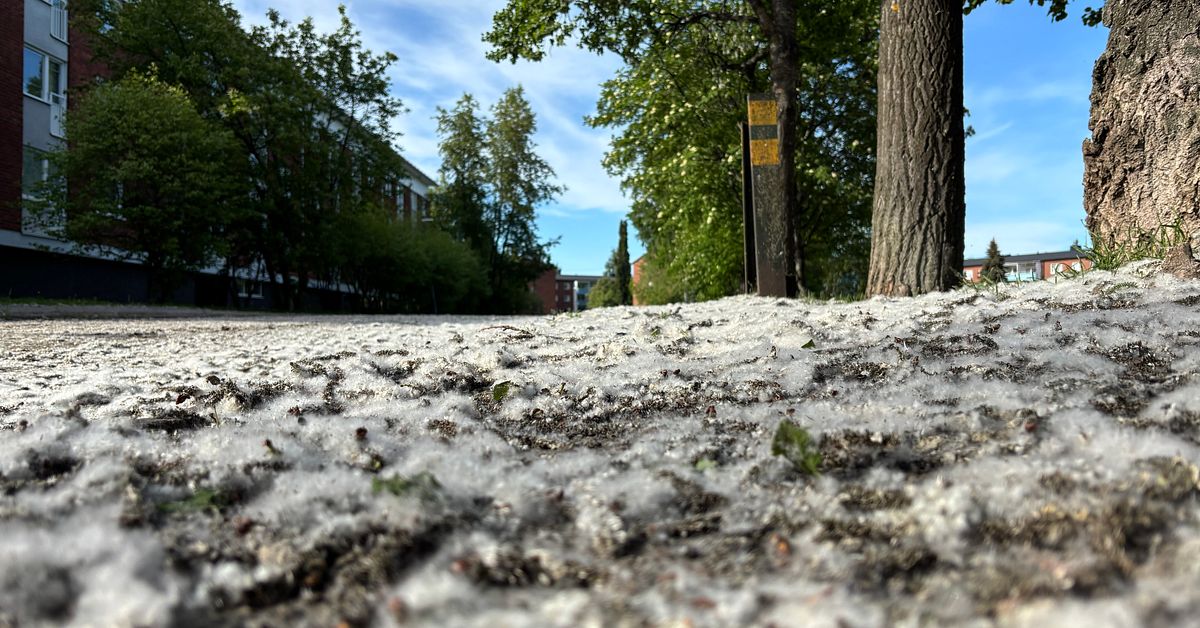 D&auml;rf&ouml;r &auml;r villakvarter i Lule&aring; &rdquo;&ouml;versn&ouml;ade&rdquo; av vitt fluff