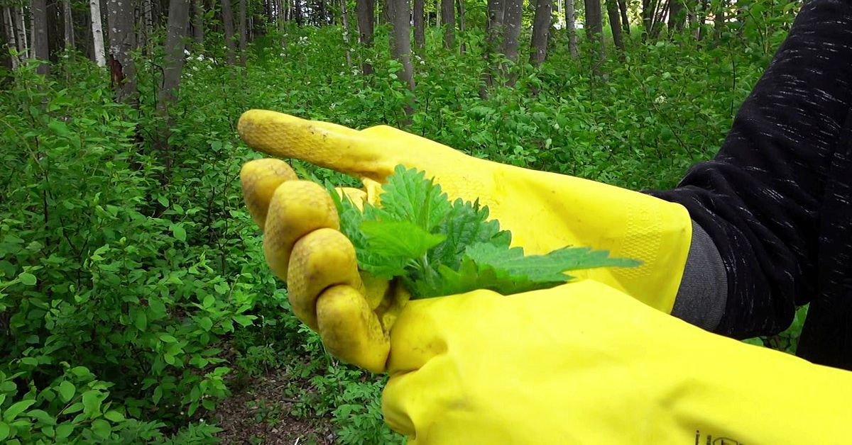 See the list Wild plants you can eat Teller Report