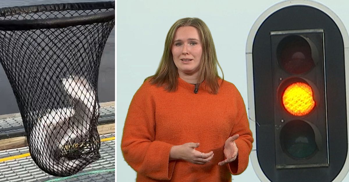 WWF: Svenskodlad regnb&aring;ge g&aring;r fr&aring;n gr&ouml;nt till gult ljus