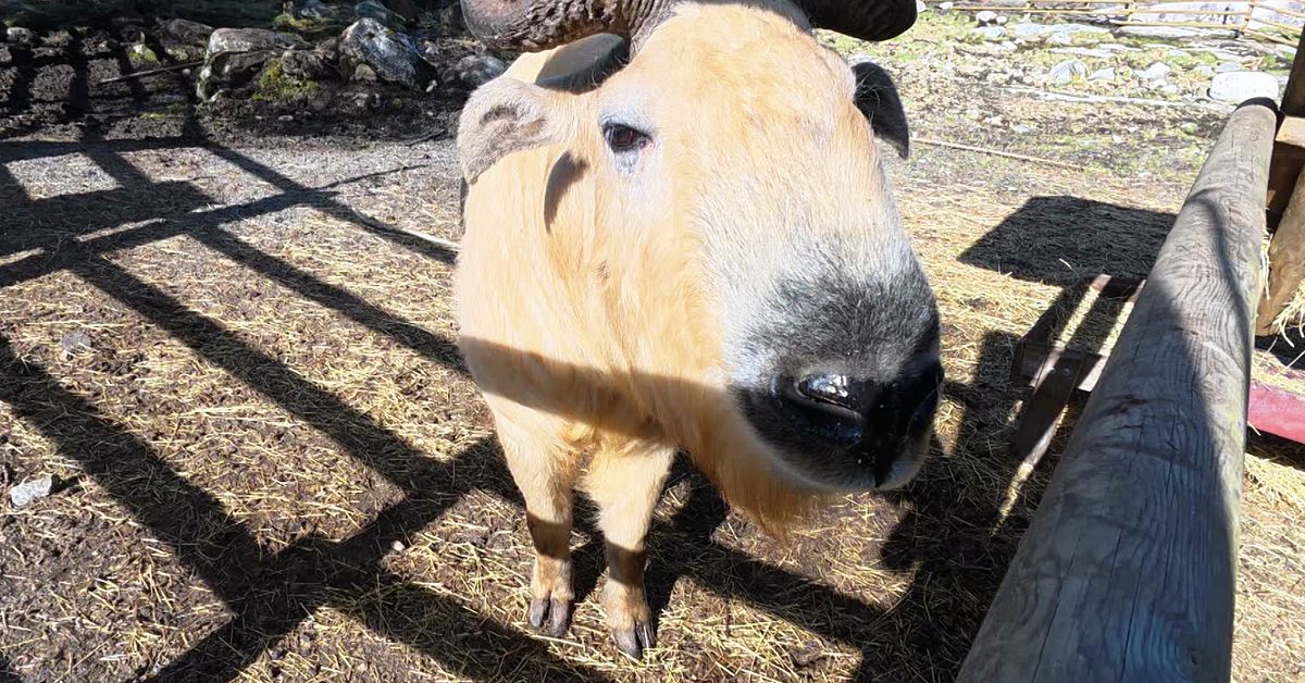Exotiska takiner ska r&auml;dda krisande Lycksele djurpark