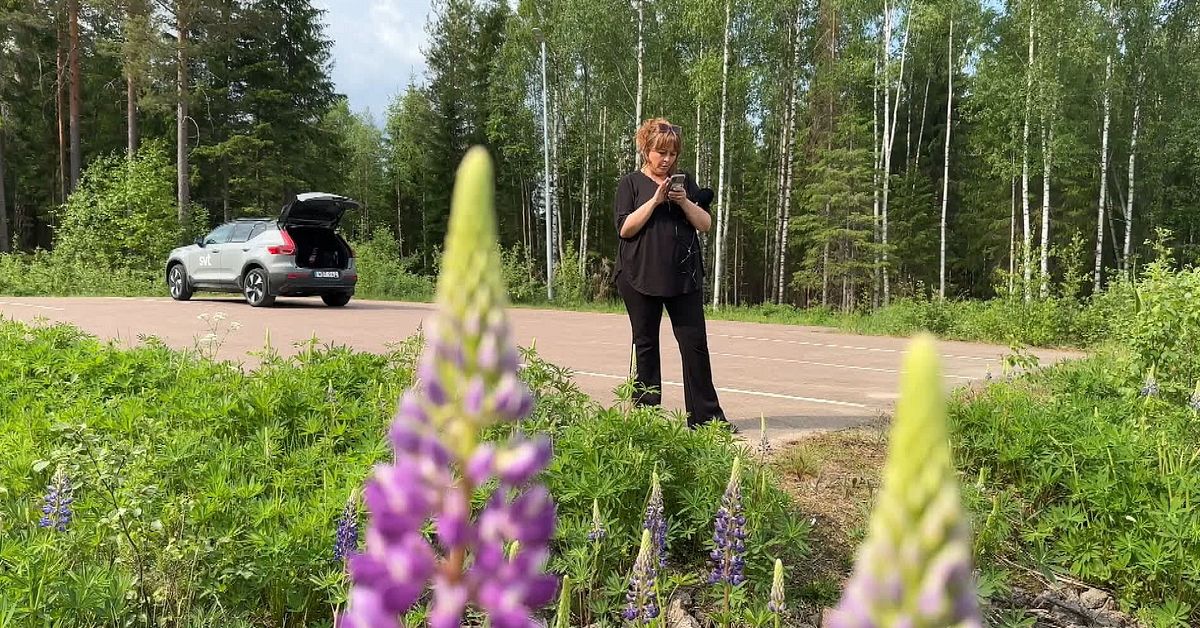 Ny app ska få Hagforsborna att rensa bort invasiva arter | SVT Nyheter