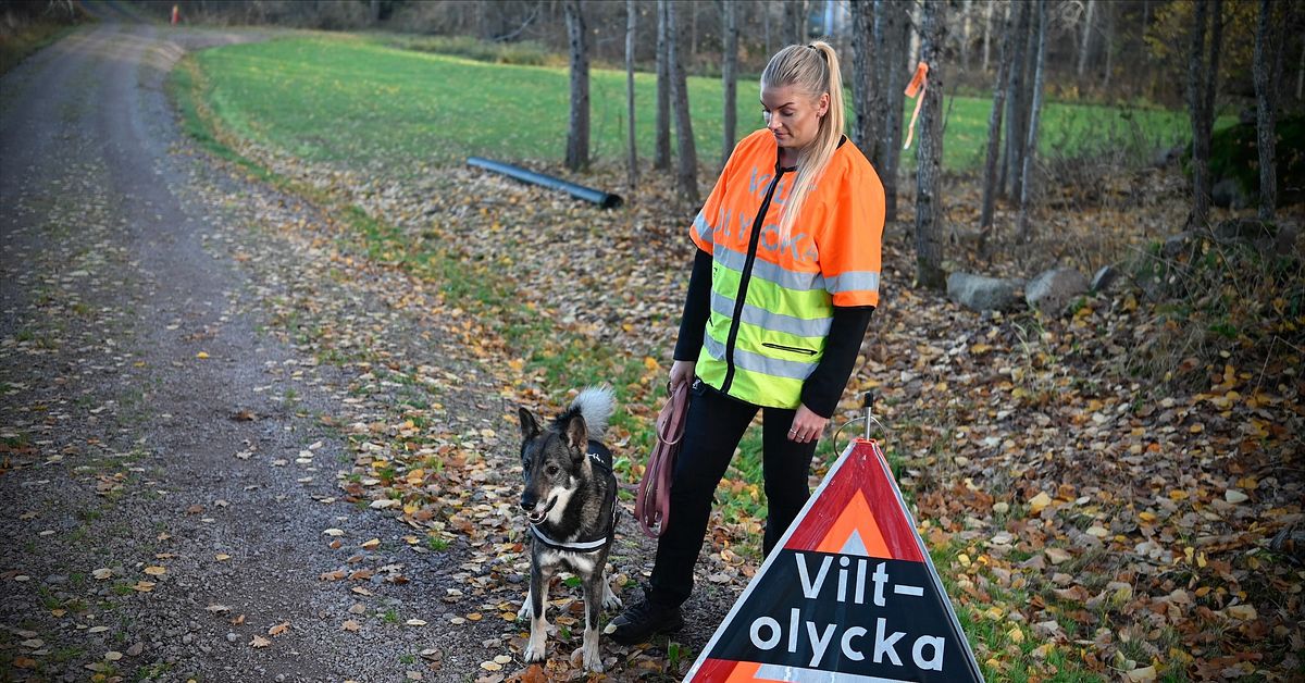 Efters&ouml;ksj&auml;garen Nathalie:  S&aring; g&ouml;r du vid en viltolycka