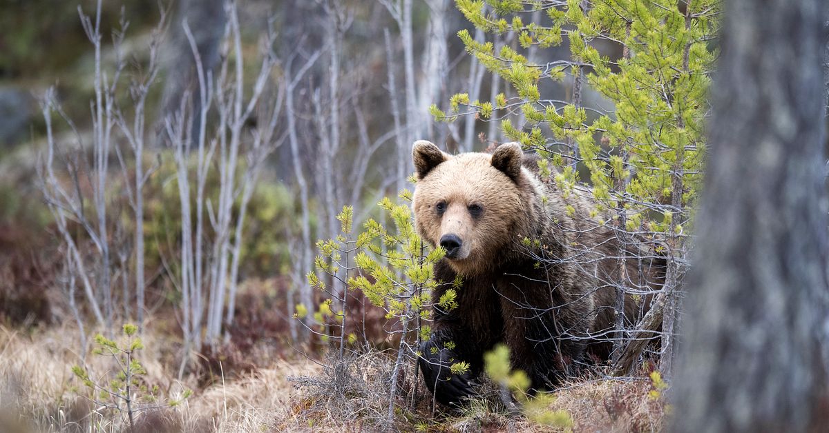Här bajsade björnen i skogen i Västerbotten förra året
