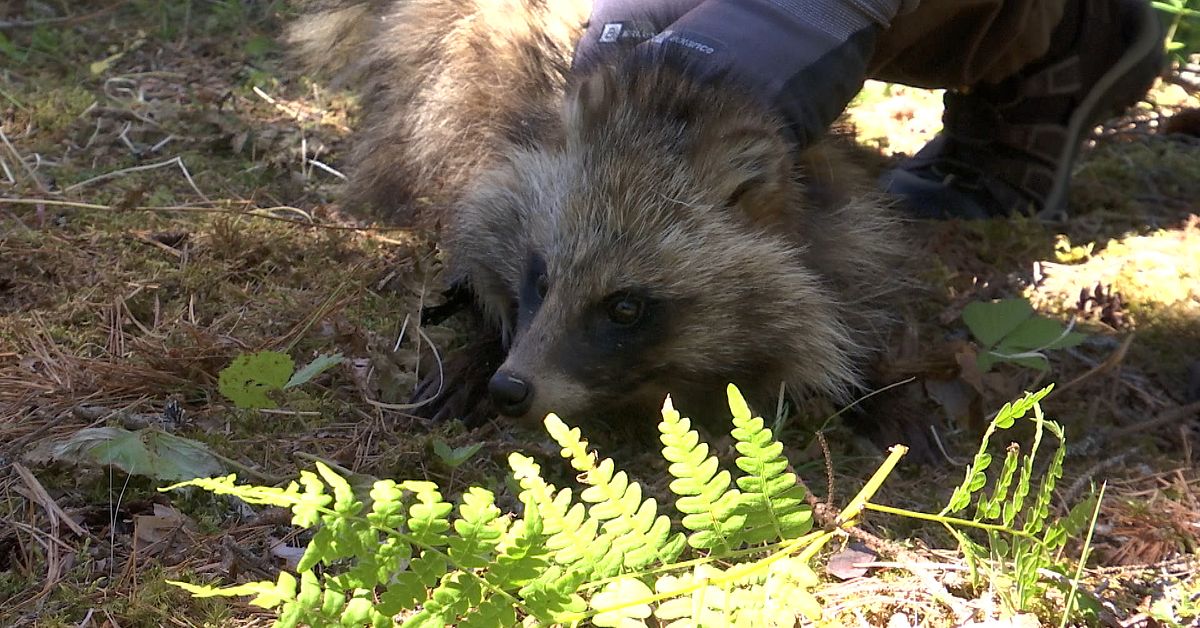 Dansk mardröm – dissade norrbottniskt mårdhundstips