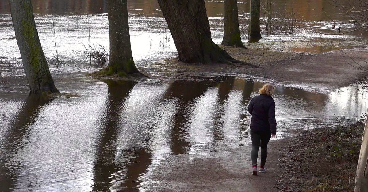 Efter översvämningarna: Risk för fallande träd längs Rönne å | SVT Nyheter
