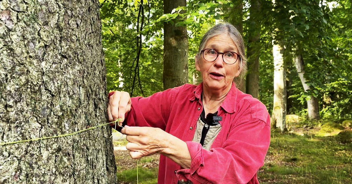 I Älmhult kan invånarna få sitt klätterträd bevarat – registrerar värdefulla träd