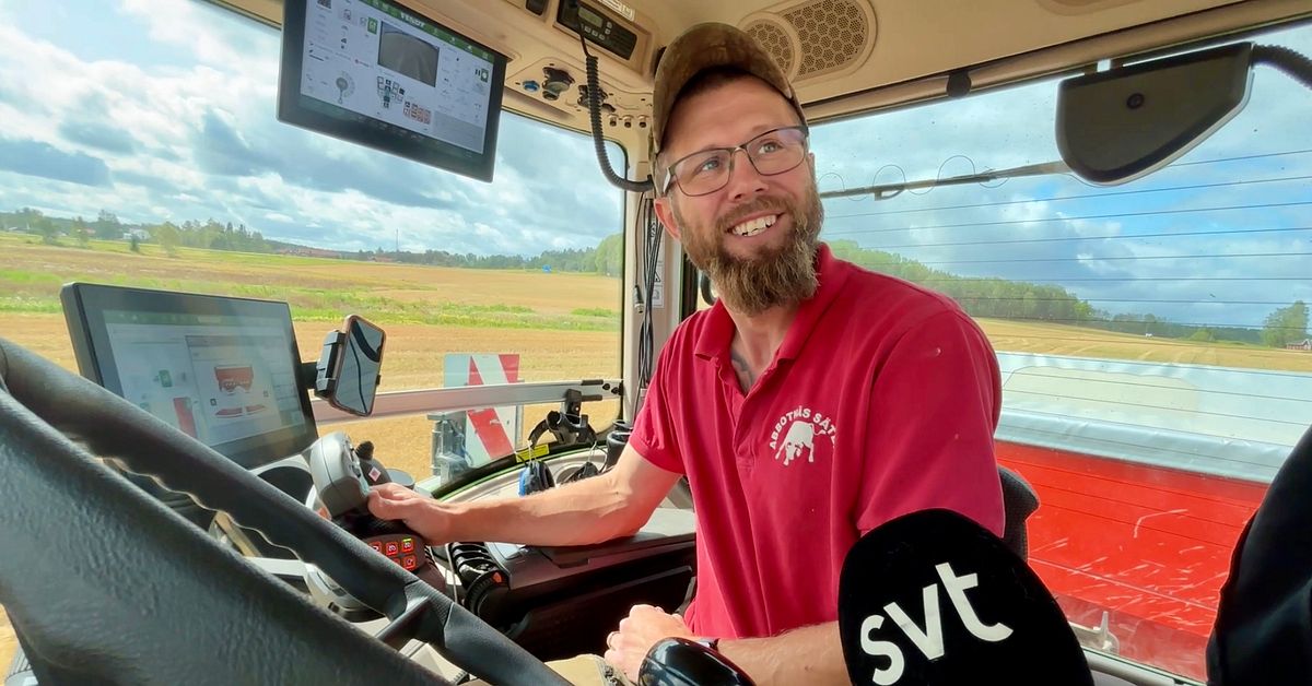 Intensiva skördeveckor för Mattias, 34: ”Två dagars mat med för att klara mig”