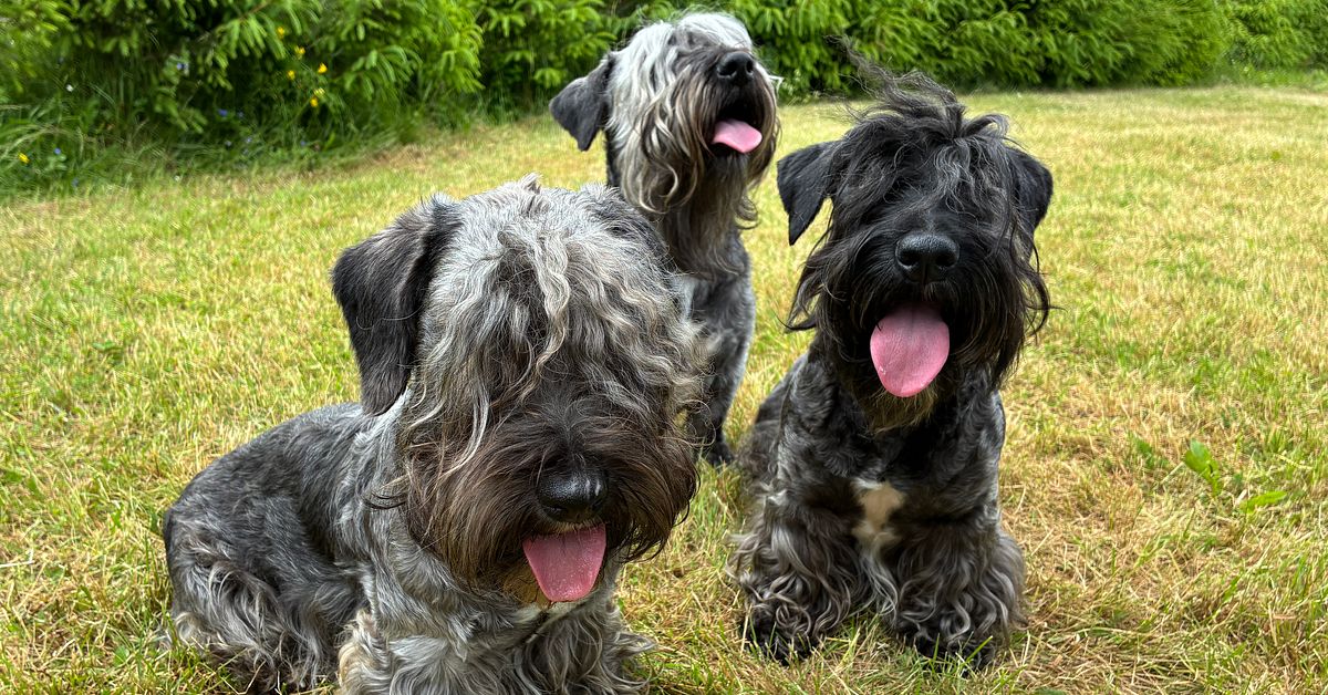 S&aring; skyddar du din hund i v&auml;rmen