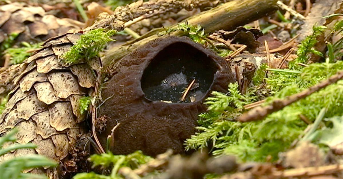 Bombmurkla stoppar skogsavverkning &ndash; &auml;rendet &auml;r unikt i V&auml;sterbotten