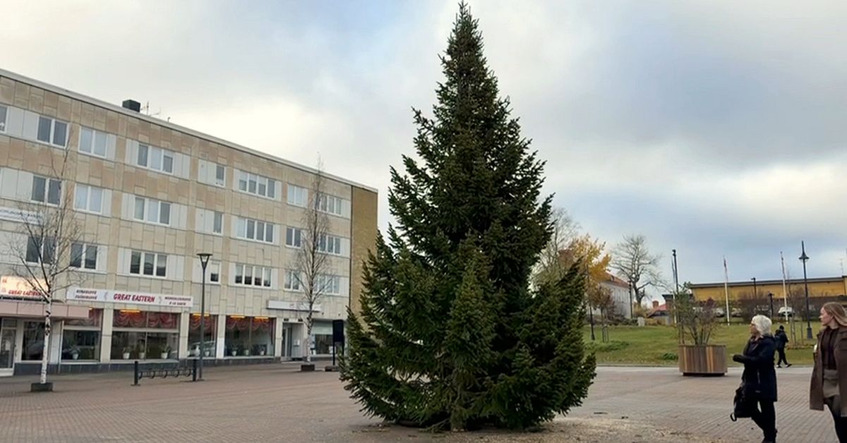 Nu &auml;r julgranen p&aring; plats i Lycksele &ndash; redan i oktober